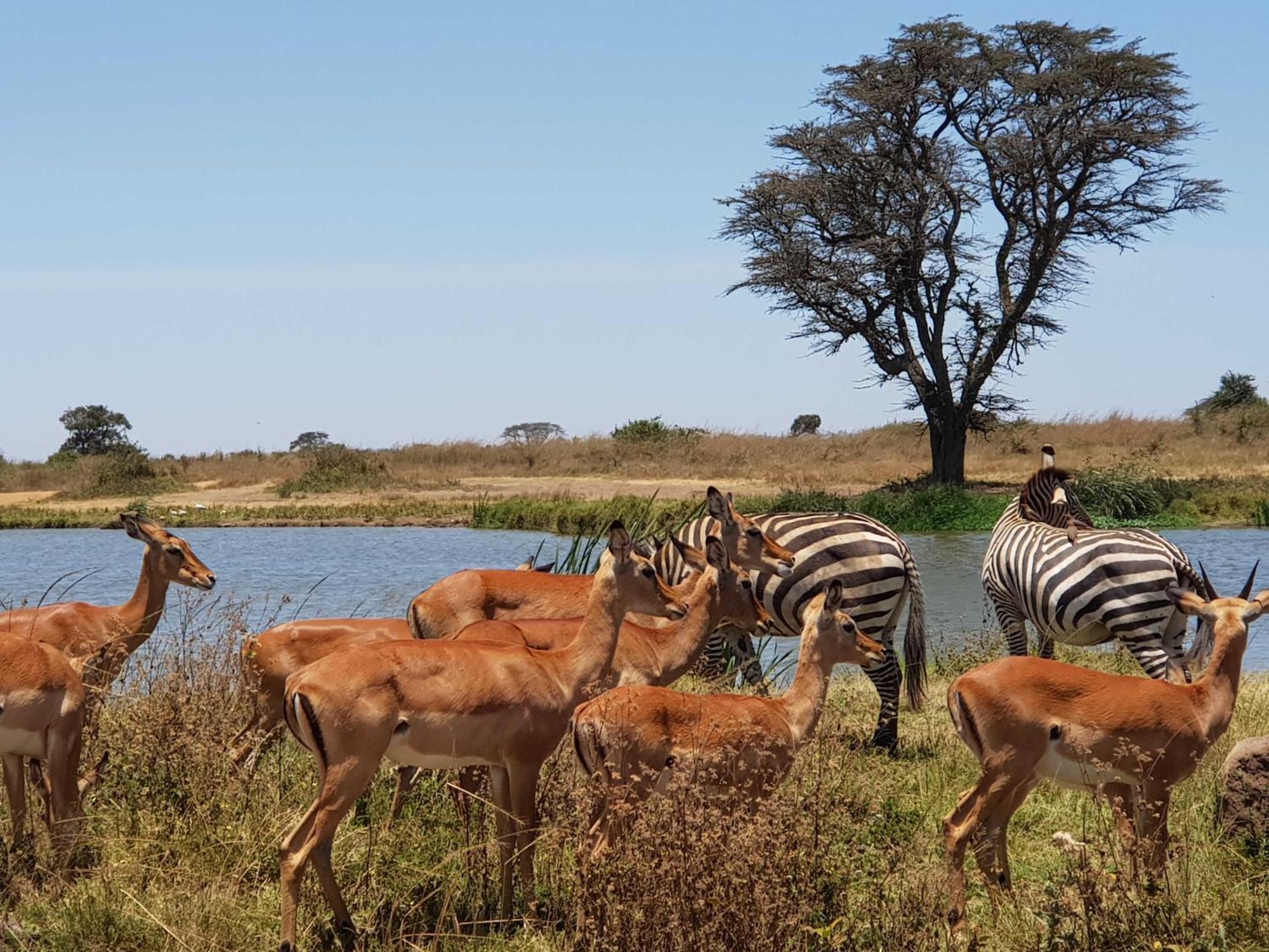 Teresita Home Jkia Nairobi Zewnętrze zdjęcie