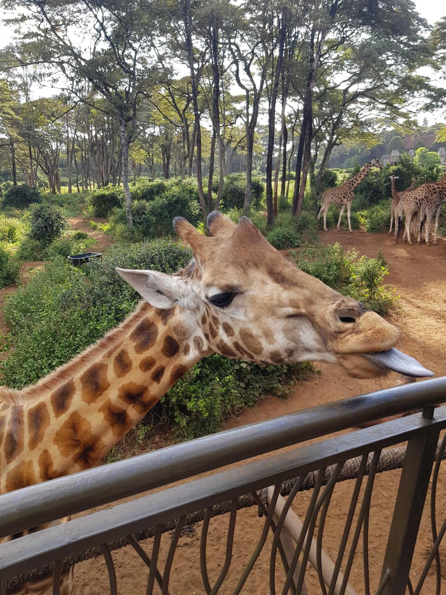 Teresita Home Jkia Nairobi Zewnętrze zdjęcie